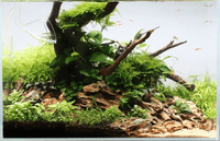 Easy Care Plant Collection for 36