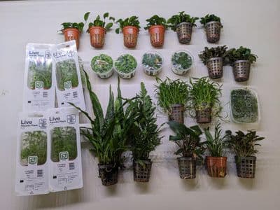 Easy Care Plant Collection for 36
