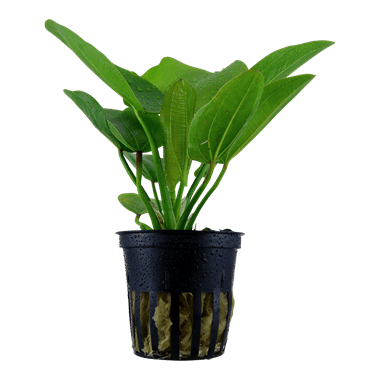 Echinodorus Aquartica