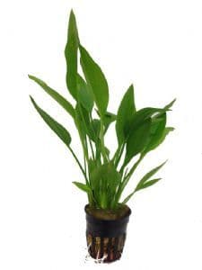 Echinodorus argentinensis