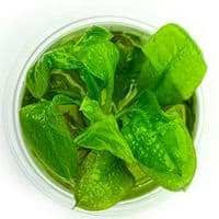 Echinodorus grisebachii 'Tropica' 1-2 Grow!