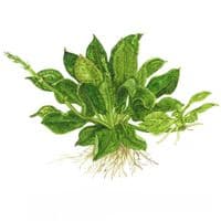 Echinodorus grisebachii 'Tropica' 1-2 Grow!