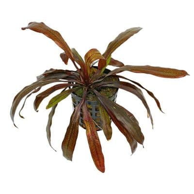Echinodorus Horemanii Red