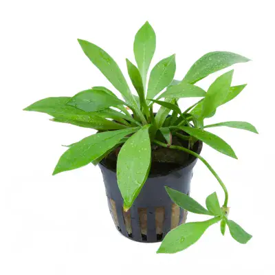 Echinodorus magdalensis / Helanthium bolivianum