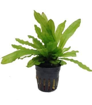 Echinodorus Martii Major