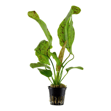 Echinodorus Ozelot Leopard Green