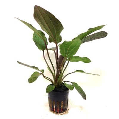 Echinodorus Ozelot Red Flamed