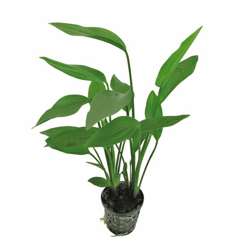 Echinodorus Parviflorus Tropica Buy Aquatic Plants from Aquarium Gardens
