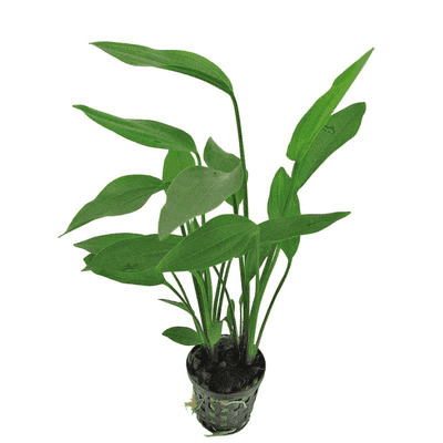 Echinodorus parviflorus