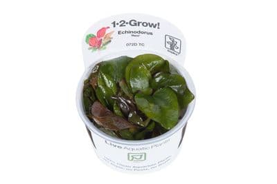 Echinodorus Reni - Tropica 1-2 Grow!