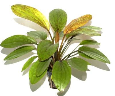 Echinodorus Rose