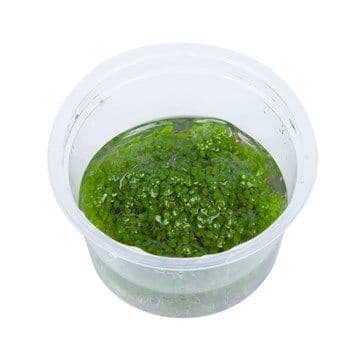 Elatine hydropiper - Tropica 1-2 Grow! 