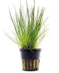 Eleocharis Acicularis Hairgrass