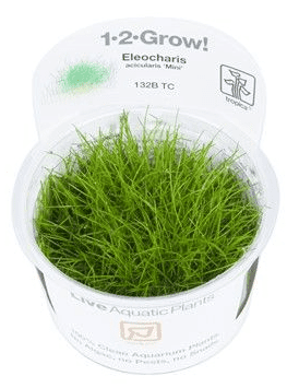 Eleocharis acicularis Mini (pusilla) - Tropica 1-2 Grow!