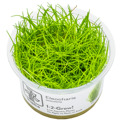 Eleocharis Acicularis  - Tropica 1-2 Grow!