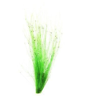 Eleocharis Vivipara Pot