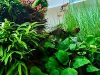 Epiphyte Plant Collection - LARGE