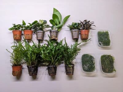 Epiphyte Plant Collection - LARGE