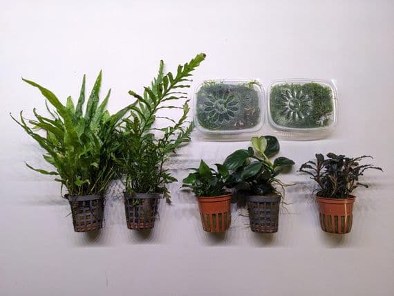 Epiphyte Plant Collection - MEDIUM