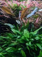 Epiphyte Plant Collection - SMALL