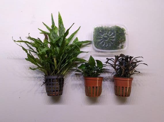 Epiphyte Plant Collection - SMALL