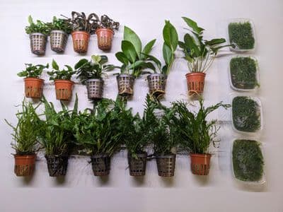 Epiphyte Plant Collection - XL