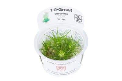 Eriocaulon cinereum - Tropica 1-2 Grow!