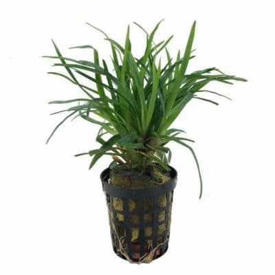 Eriocaulon sp 'Vietnam'