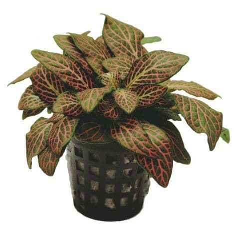 Fittonia Red