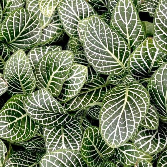 Fittonia White