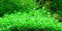Glossostigma Elatinoides - Tropica 1-2 Grow!