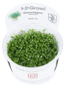 Glossostigma Elatinoides - Tropica 1-2 Grow!