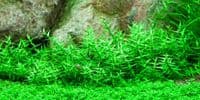 Gratiola viscidula - Tropica 1-2 Grow!