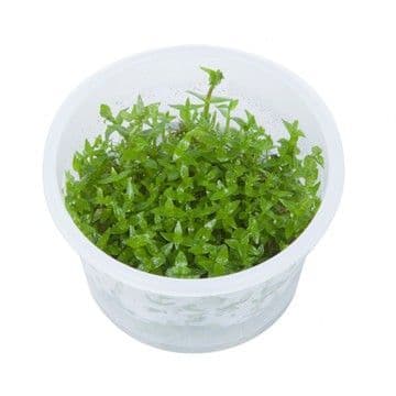 Gratiola viscidula - Tropica 1-2 Grow!
