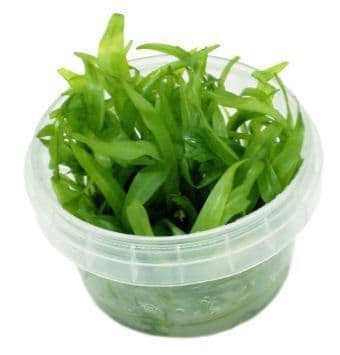 Helanthium 'Quadricostatus' - Tropica 1-2 Grow!