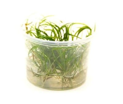 Helanthium tenellum 'Red' Dennerle In Vitro