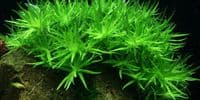 Heteranthera Zosterifolia 'Star Grass'  Tissue Culture