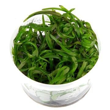Heteranthera Zosterifolia 'Star Grass'  Tissue Culture