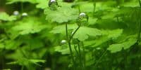 Hydrocotyle Tripartita Japan