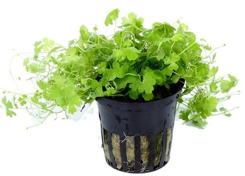 Hydrocotyle Tripartita Japan