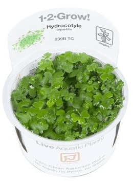 Hydrocotyle tripartita 'Japan' - Tropica 1-2 Grow!