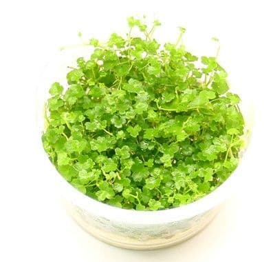 Hydrocotyle tripartita 'mini' Dennerle In Vitro