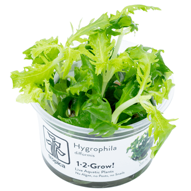 Hygrophila difformis Tropica 1-2 Grow!