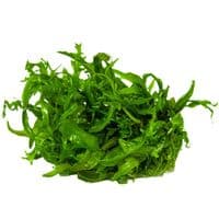 Hygrophila odora Tropica 1-2 Grow!