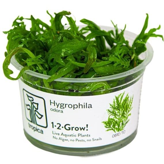 Hygrophila odora Tropica 1-2 Grow!