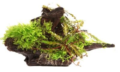 Hygrophila Pinnatifida and Moss on Wood