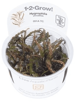 Hygrophila pinnatifida - Tropica 1-2 Grow!