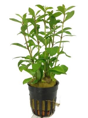 Hygrophila Polysperma