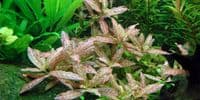 Hygrophila polysperma 'Rosanervig'