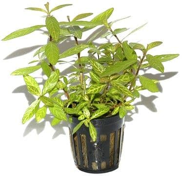 Hygrophila polysperma 'Rosanervig'